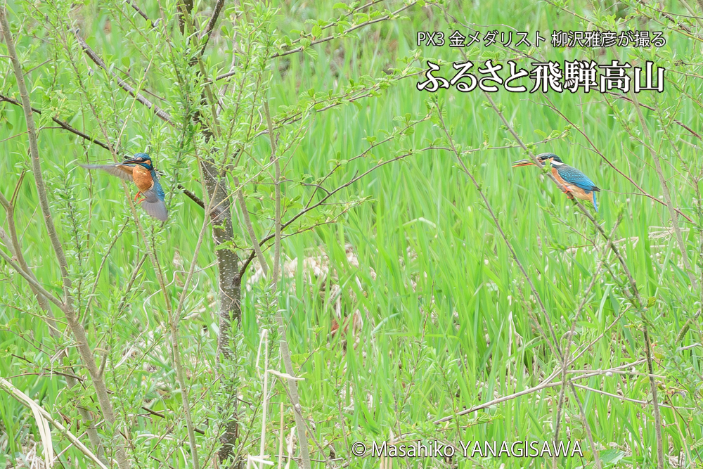 飛騨高山に棲むカワセミの写真です。