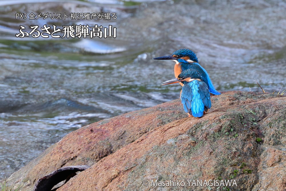 飛騨高山に棲むカワセミの写真です。