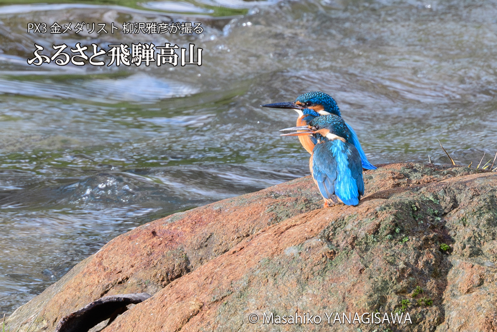 飛騨高山に棲むカワセミの写真です。