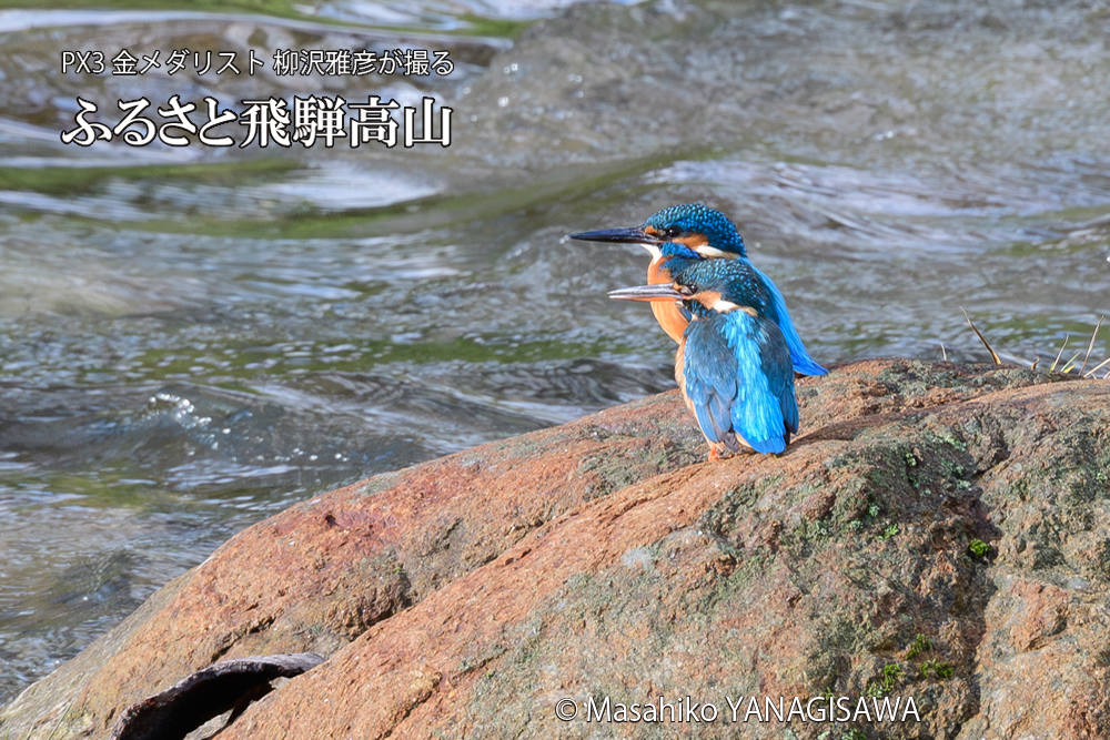 飛騨高山に棲むカワセミの写真です。