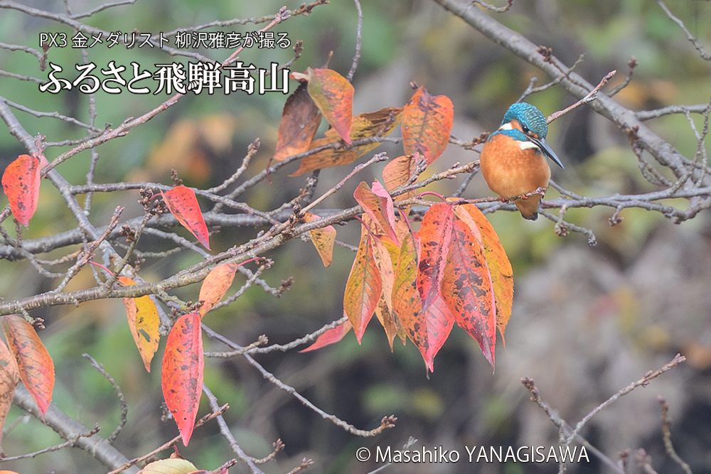 飛騨高山の紅葉とカワセミの写真です。