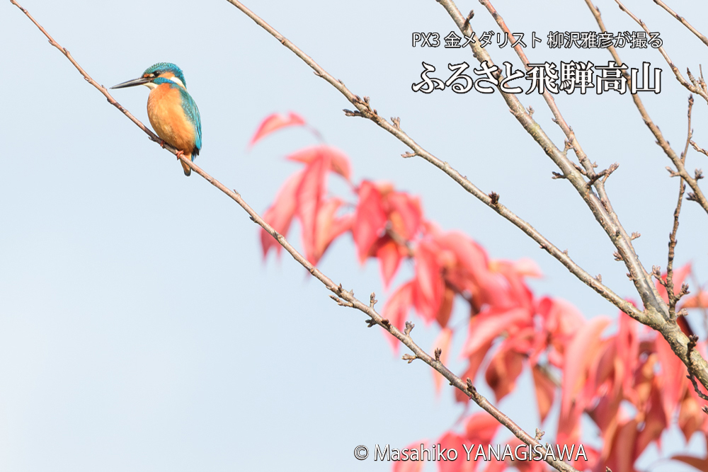 飛騨高山の紅葉とカワセミの写真です。