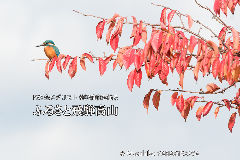 飛騨高山の紅葉とカワセミの写真です。