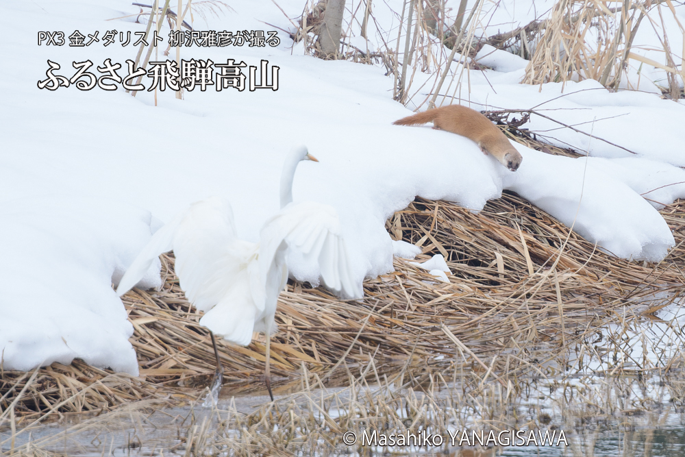 飛騨高山に棲むイタチとダイサギの写真です。