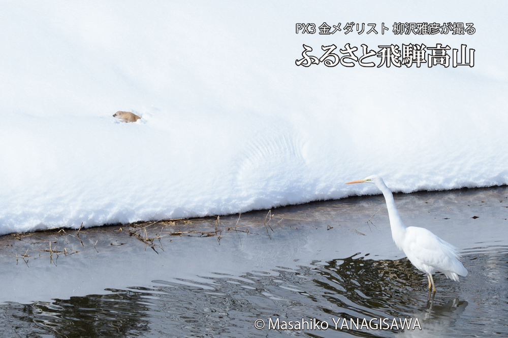 飛騨高山に棲むイタチとダイサギの写真です。