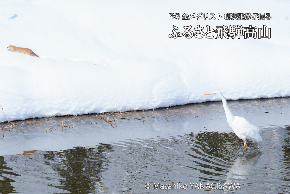 飛騨高山に棲むイタチとダイサギの写真です。