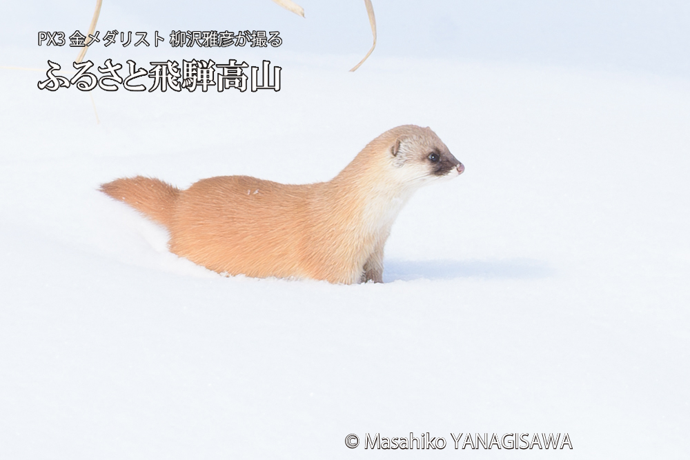 飛騨高山の雪原を跳ねるイタチの写真です。