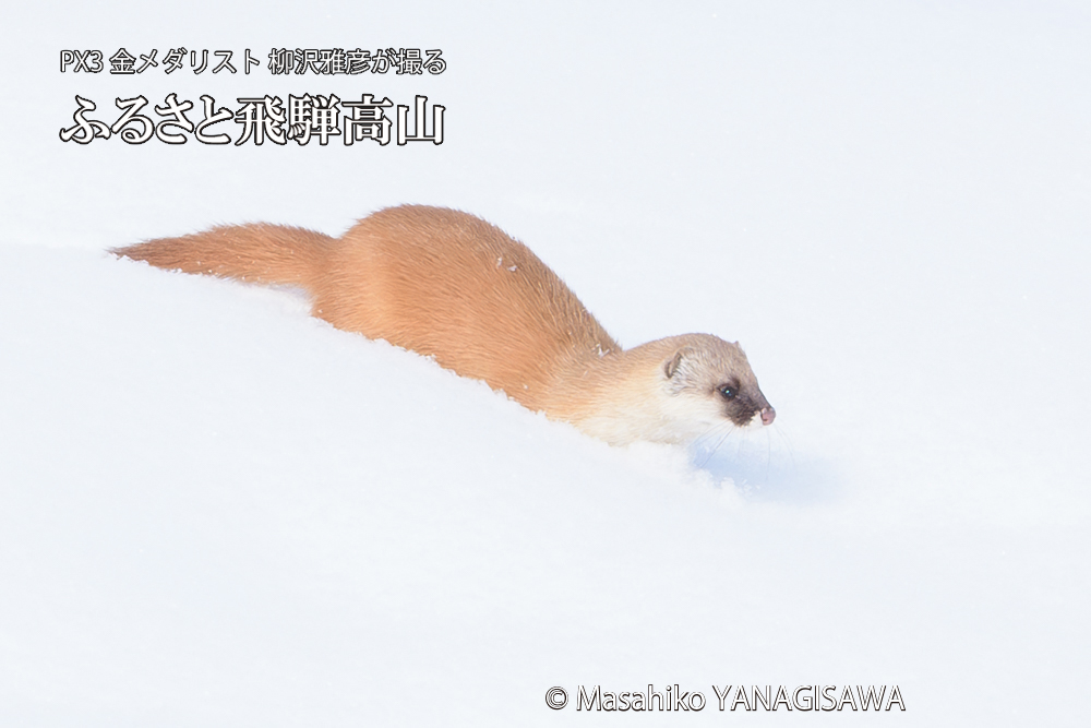 飛騨高山の雪原を跳ねるイタチの写真です。