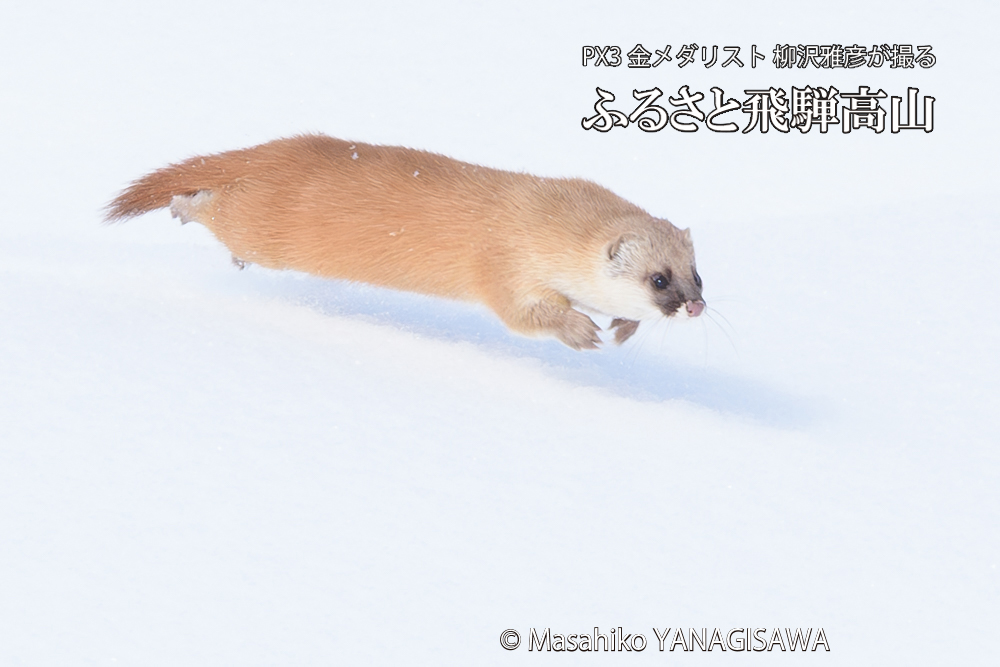 飛騨高山の雪原を跳ねるイタチの写真です。