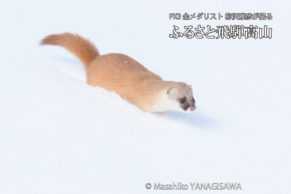 飛騨高山の雪原を跳ねるイタチの写真です。