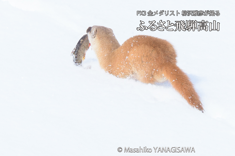 飛騨高山の雪原を跳ねるイタチの写真です。