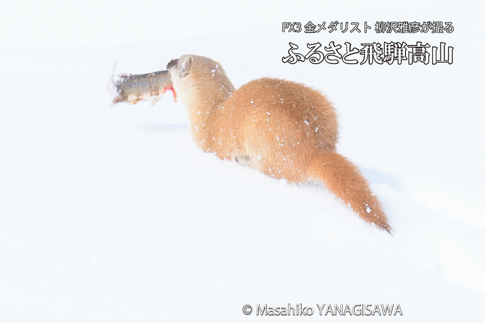 飛騨高山の雪原を跳ねるイタチの写真です。