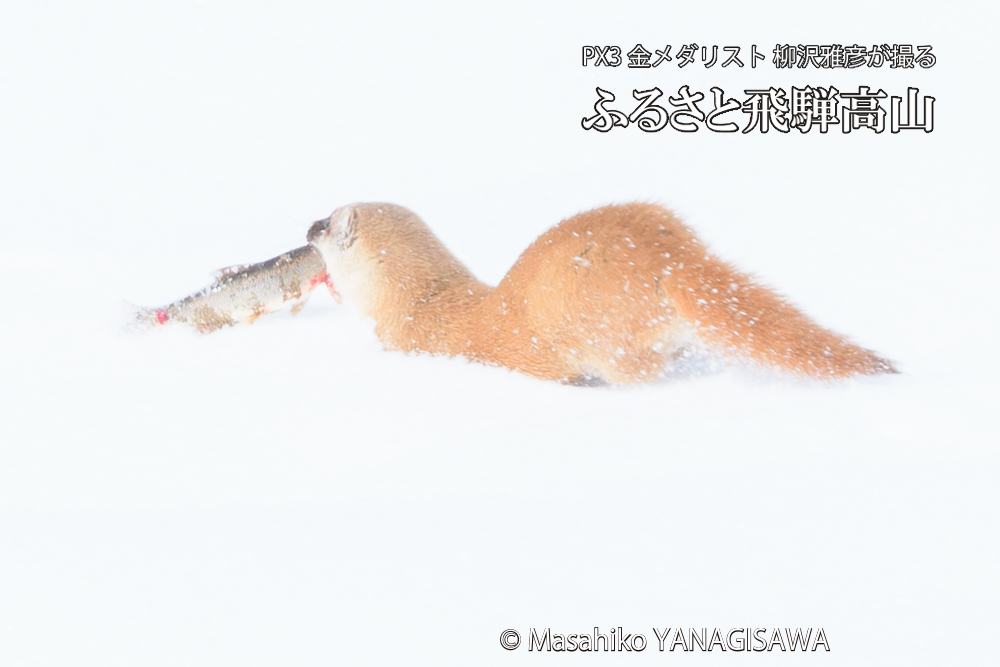 飛騨高山の雪原を跳ねるイタチの写真です。