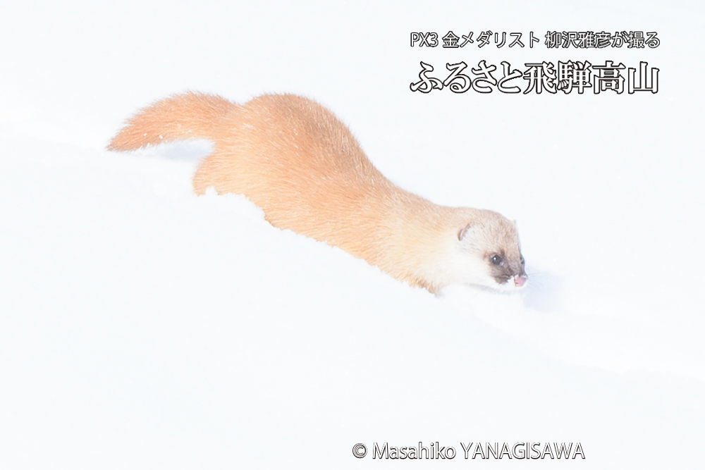 飛騨高山の雪原を跳ねるイタチの写真です。