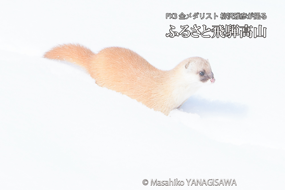 飛騨高山の雪原を跳ねるイタチの写真です。