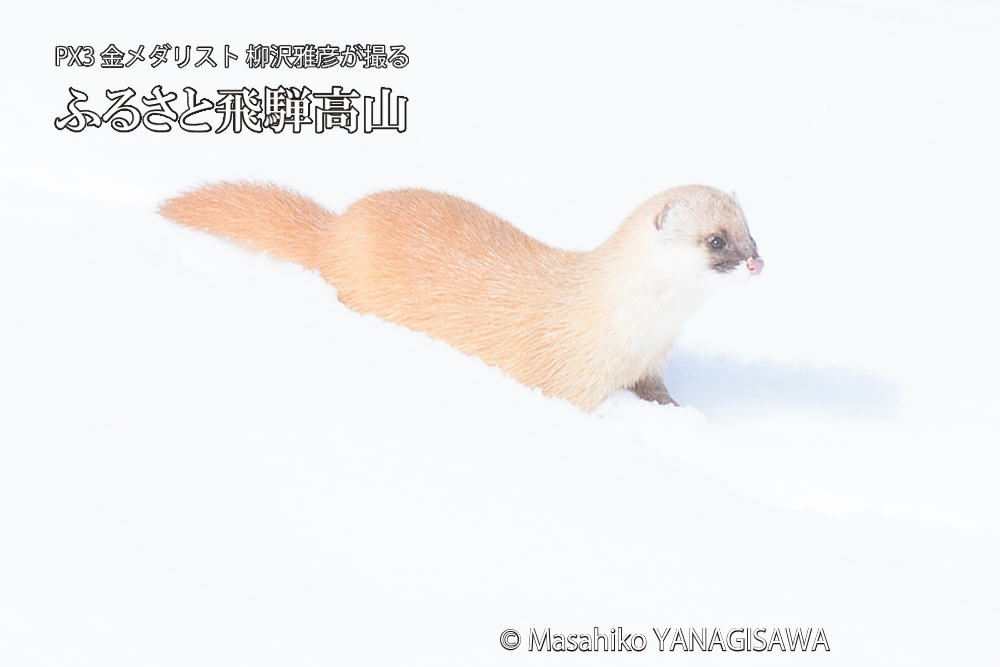 飛騨高山の雪原を跳ねるイタチの写真です。