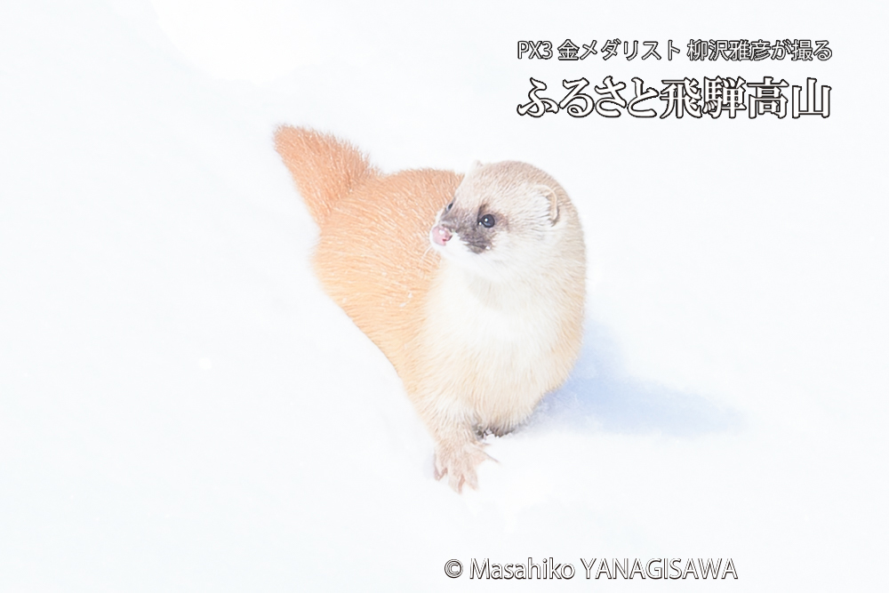 飛騨高山の雪原を跳ねるイタチの写真です。