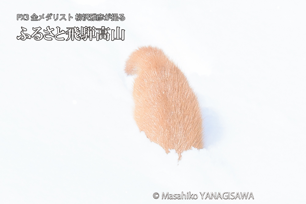 飛騨高山の雪原を跳ねるイタチの写真です。