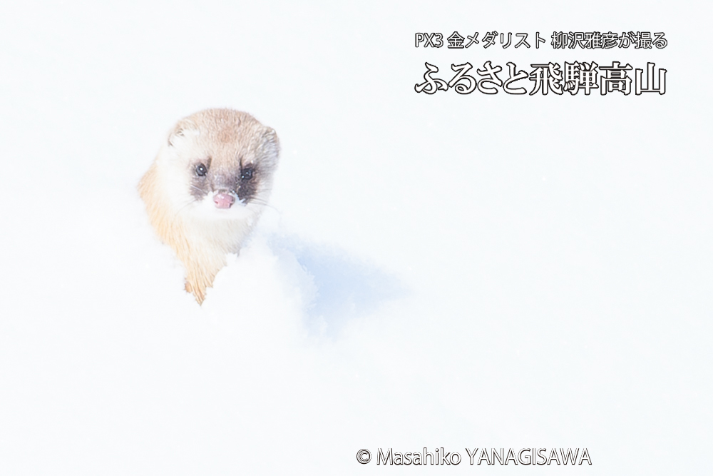 飛騨高山の雪原を跳ねるイタチの写真です。