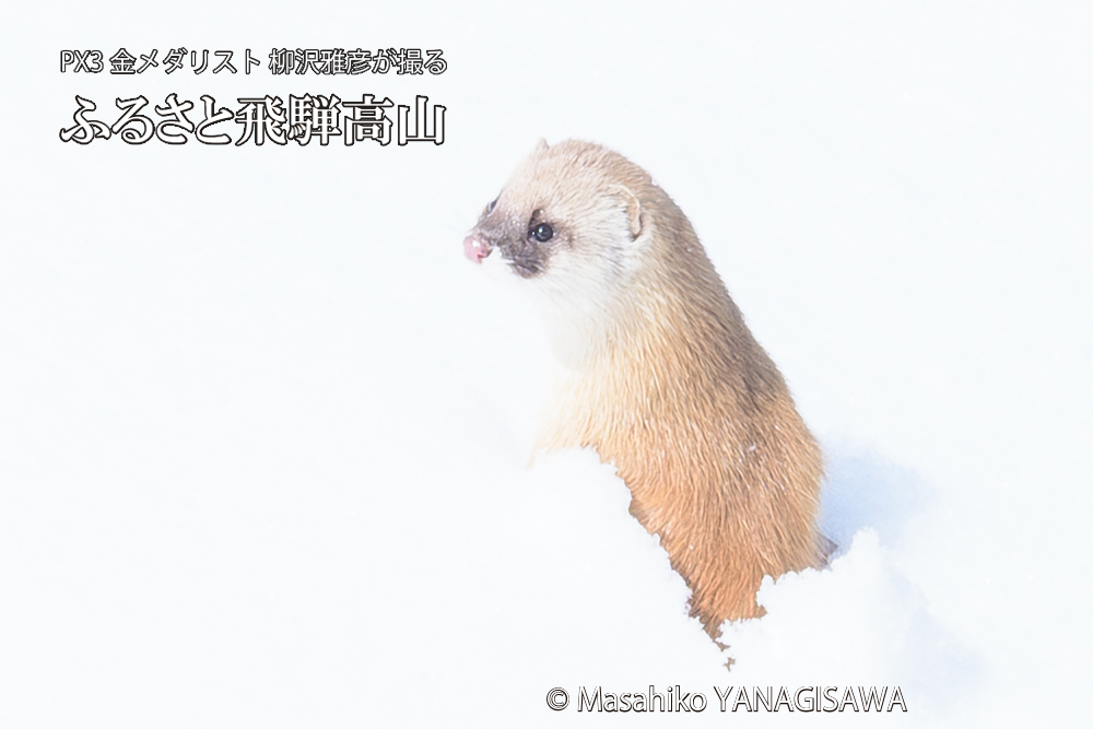 飛騨高山の雪原を跳ねるイタチの写真です。