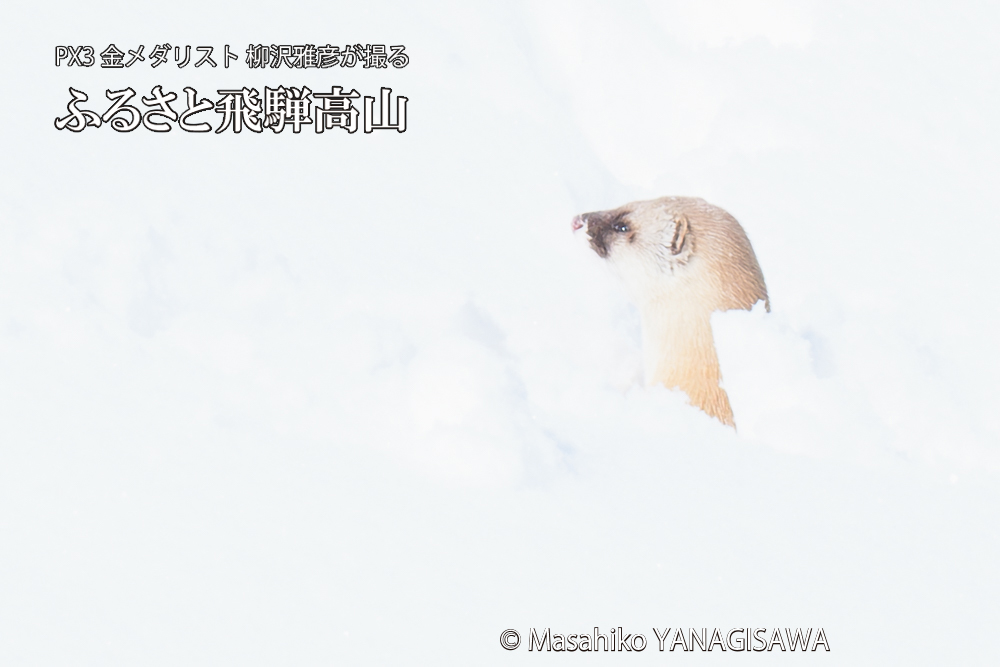 飛騨高山の雪原を跳ねるイタチの写真です。