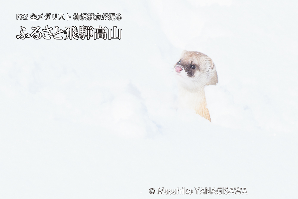 飛騨高山の雪原を跳ねるイタチの写真です。
