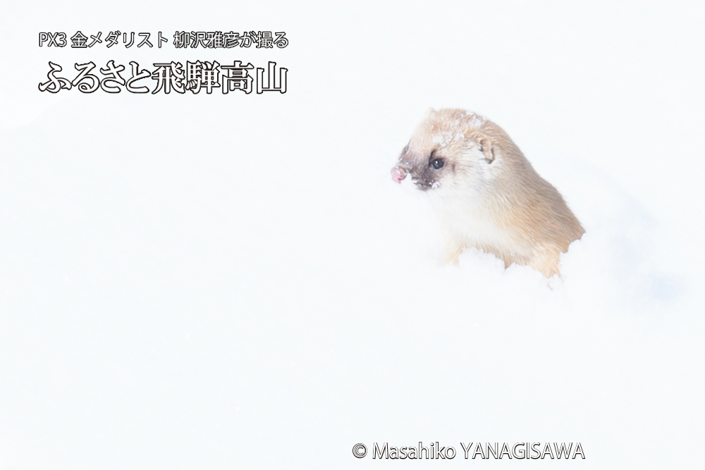 飛騨高山の雪原を跳ねるイタチの写真です。