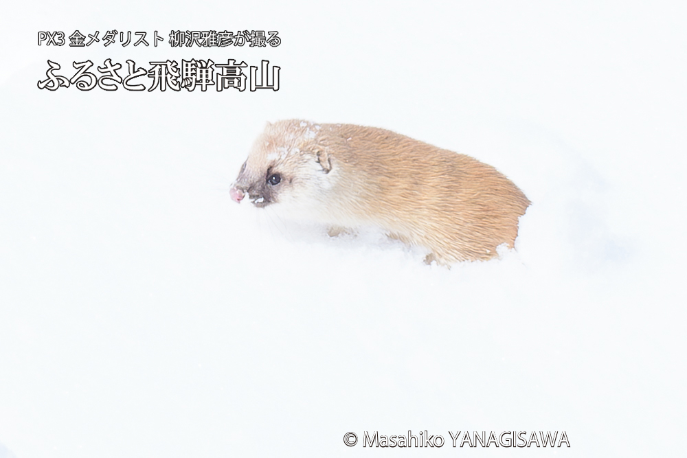 飛騨高山の雪原を跳ねるイタチの写真です。