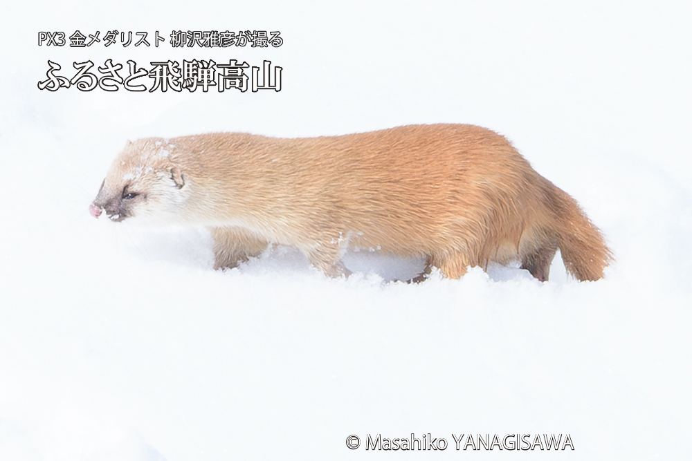 飛騨高山の雪原を跳ねるイタチの写真です。
