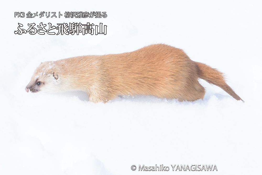 飛騨高山の雪原を跳ねるイタチの写真です。