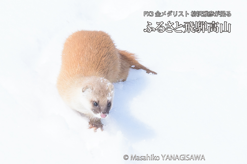 飛騨高山の雪原を跳ねるイタチの写真です。