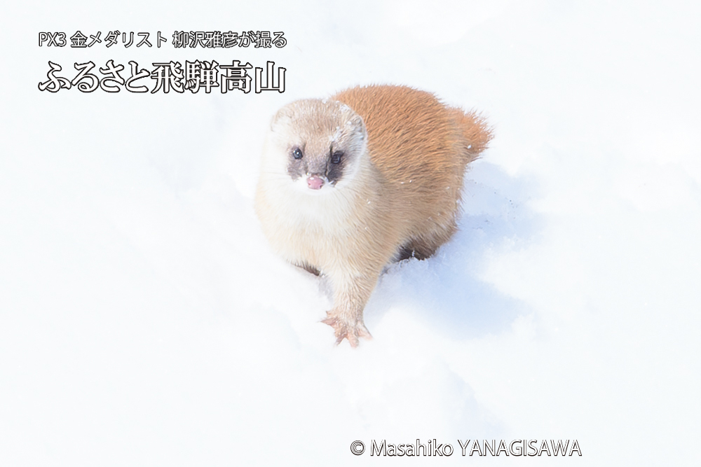 飛騨高山の雪原を跳ねるイタチの写真です。