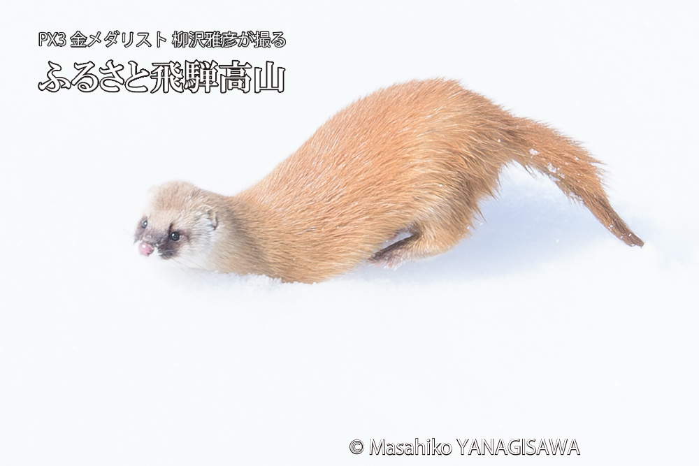 飛騨高山の雪原を跳ねるイタチの写真です。