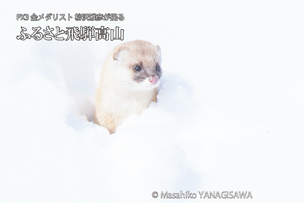 飛騨高山の雪原を跳ねるイタチの写真です。