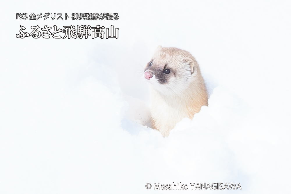 飛騨高山の雪原を跳ねるイタチの写真です。