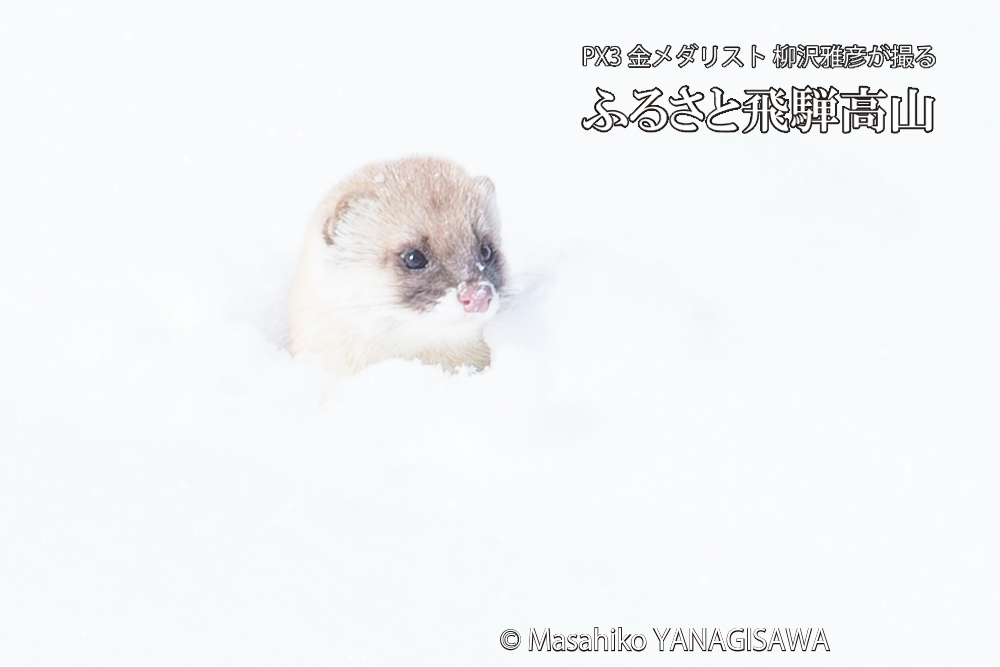 飛騨高山の雪原を跳ねるイタチの写真です。