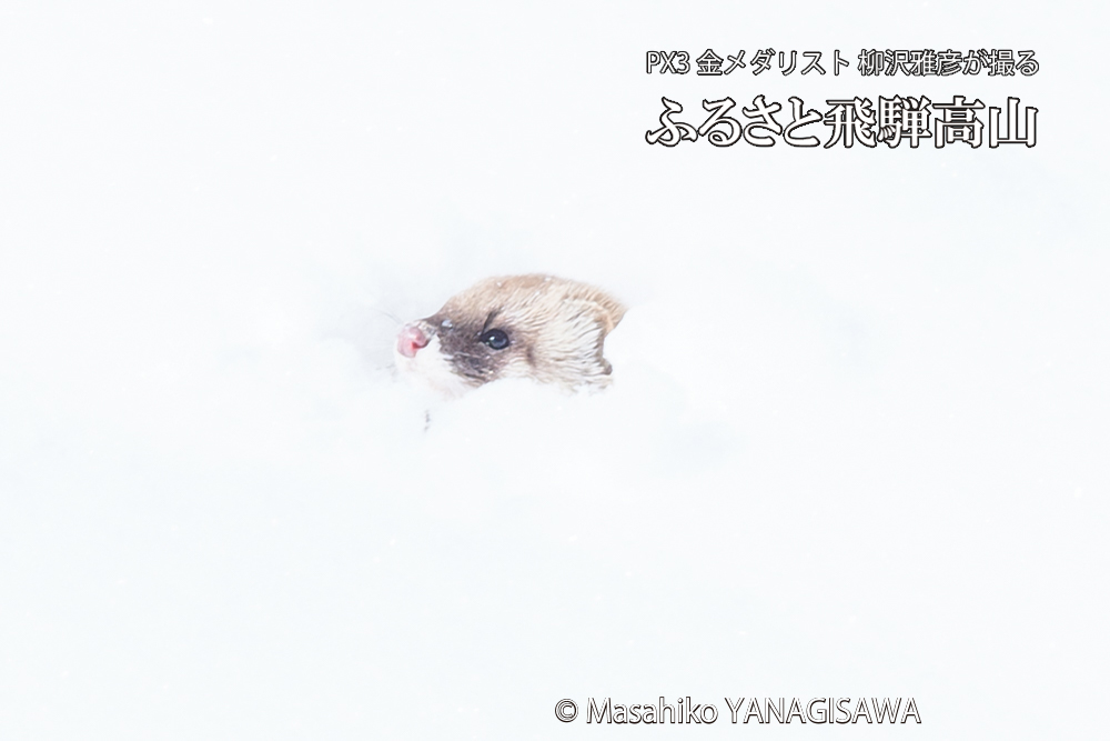 飛騨高山の雪原を跳ねるイタチの写真です。