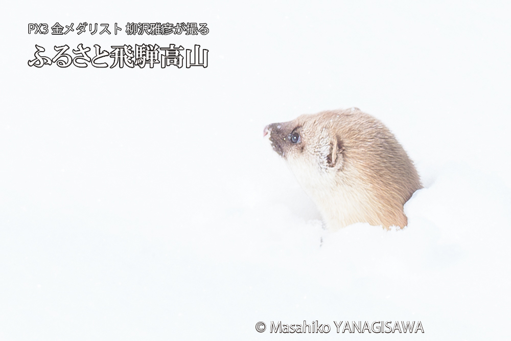 飛騨高山の雪原を跳ねるイタチの写真です。
