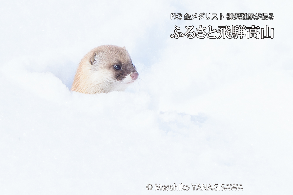 飛騨高山の雪原を跳ねるイタチの写真です。