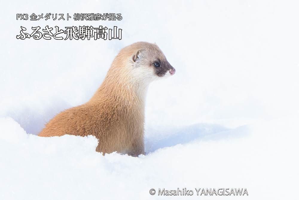 飛騨高山の雪原を跳ねるイタチの写真です。