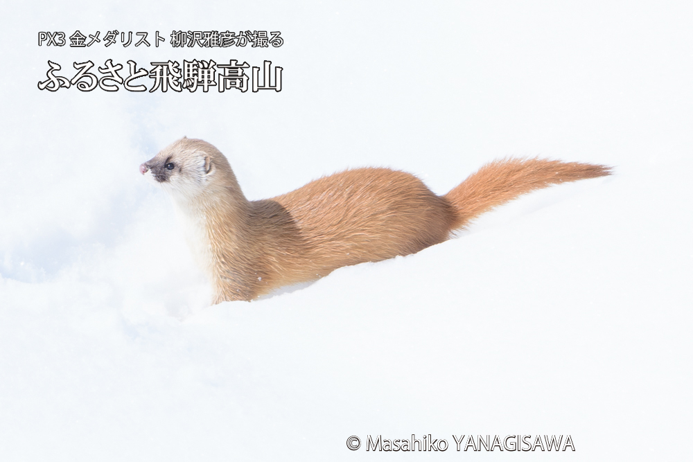飛騨高山の雪原を跳ねるイタチの写真です。