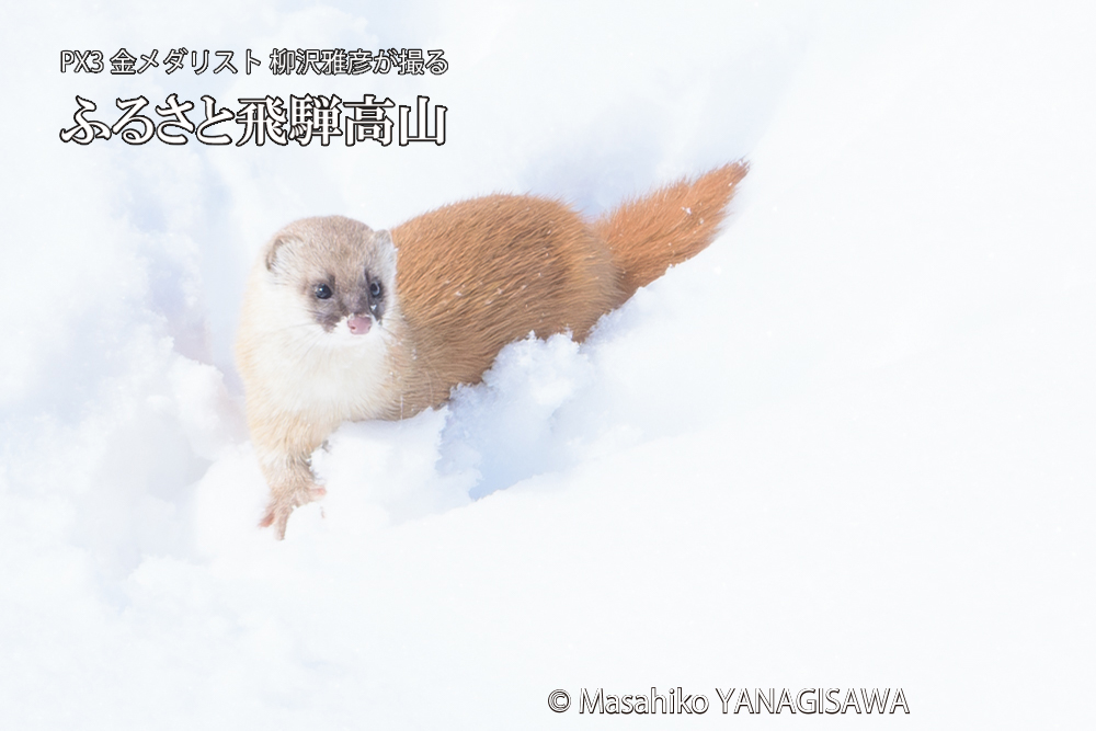 飛騨高山の雪原を跳ねるイタチの写真です。