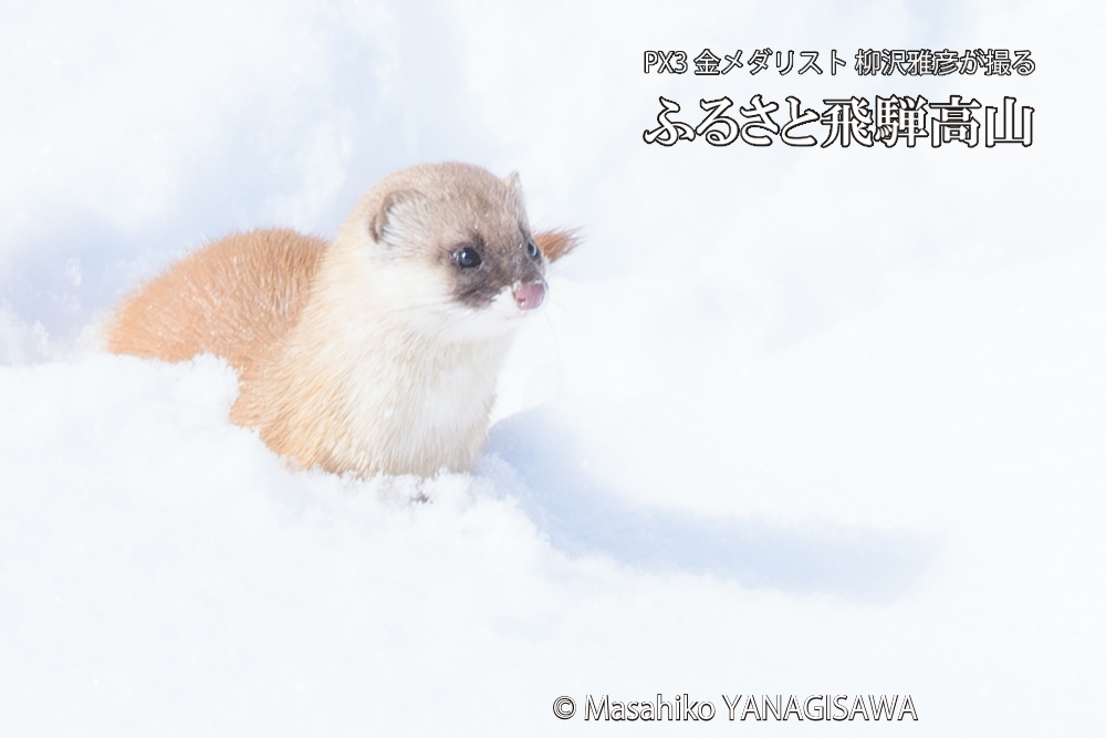 飛騨高山の雪原を跳ねるイタチの写真です。