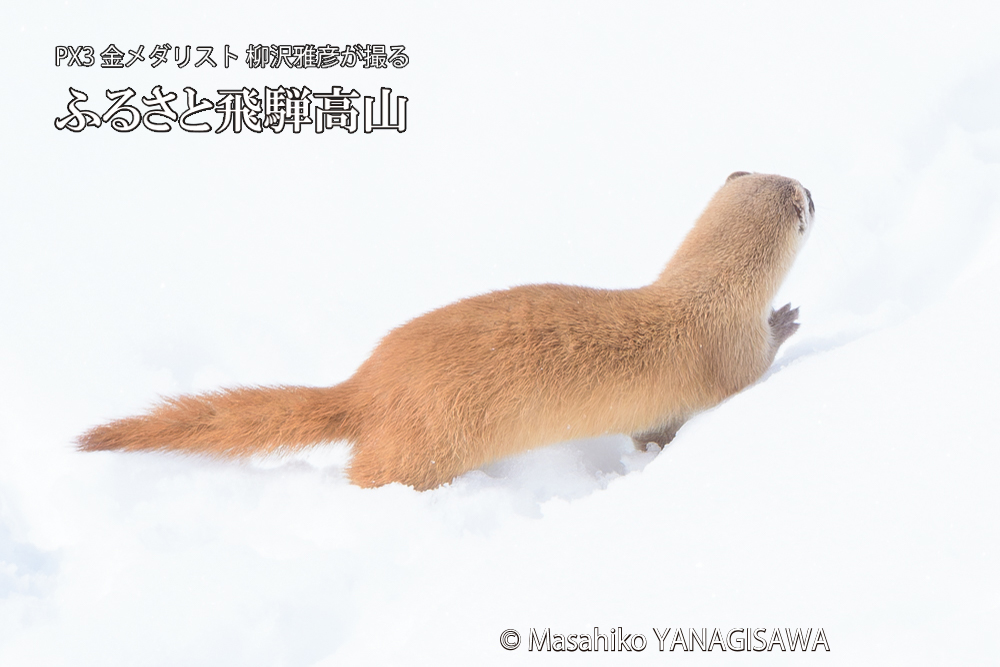 飛騨高山の雪原を跳ねるイタチの写真です。