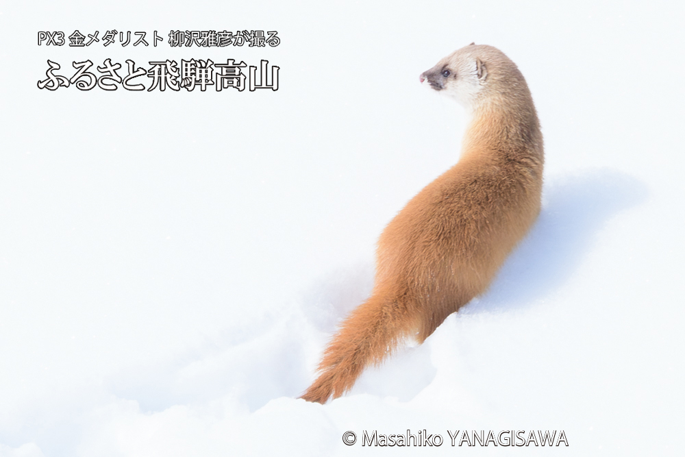 飛騨高山の雪原を跳ねるイタチの写真です。