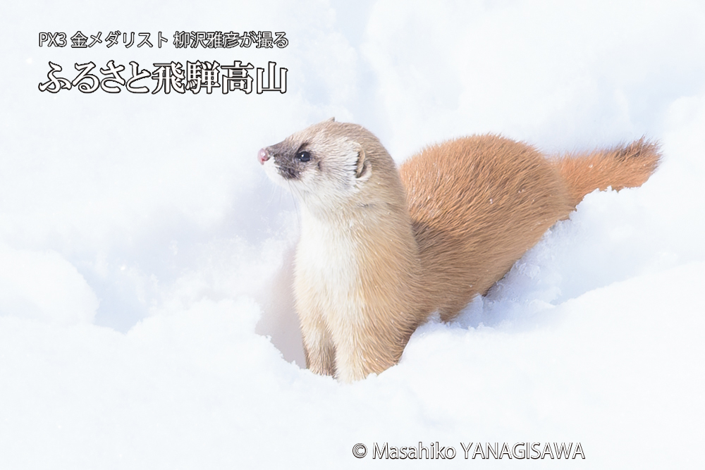 飛騨高山の雪原を跳ねるイタチの写真です。