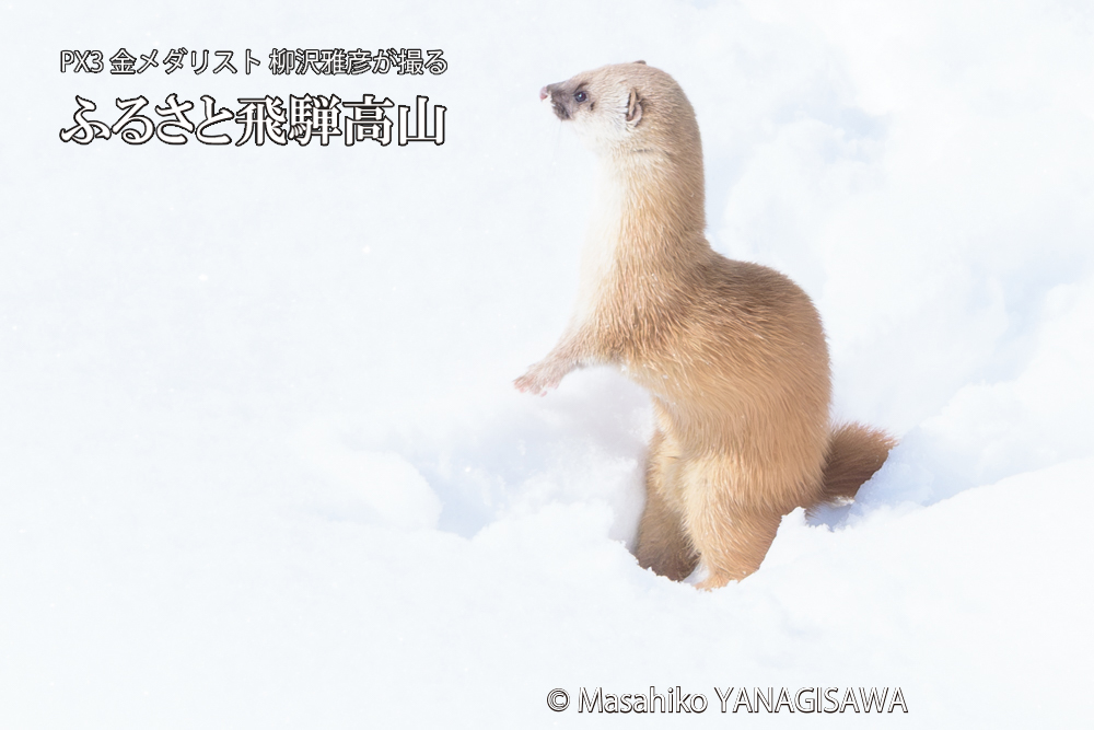 飛騨高山の雪原を跳ねるイタチの写真です。