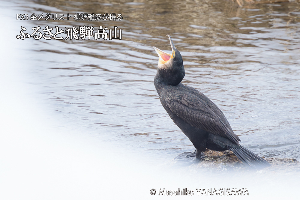 飛騨高山に棲むカワウの写真です。