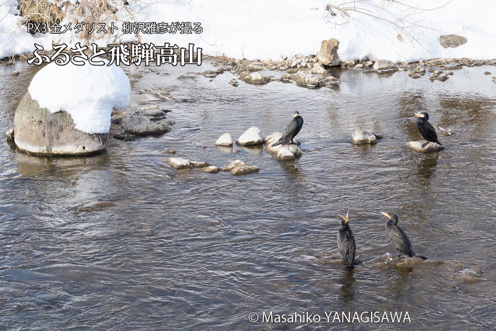 飛騨高山に棲むカワウの写真です。