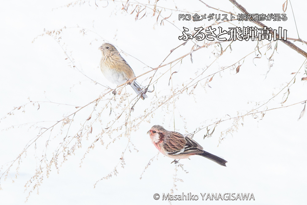 飛騨高山に棲むベニマシコの写真です。